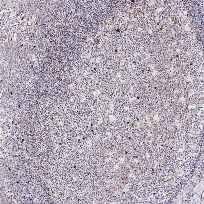 IgM Rabbit Monoclonal Antibody(ARB975)