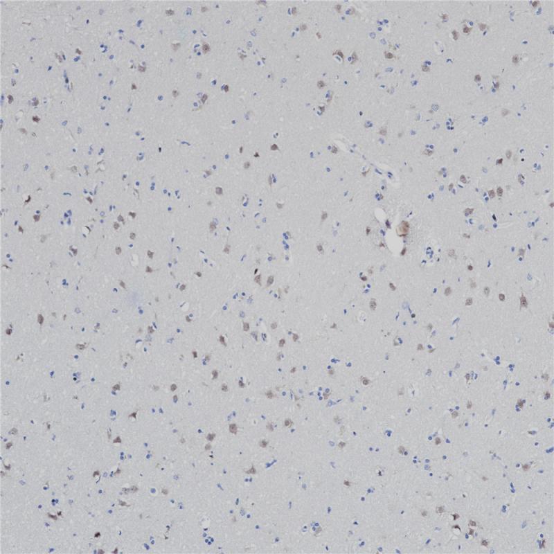 NeuN Rabbit Monoclonal Antibody(ARB504)