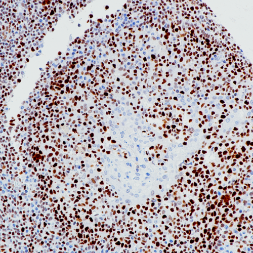 MCM2 Rabbit Monoclonal Antibody(ARB984)