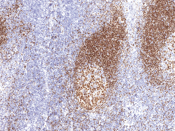 PXA-5(BSAP) Mouse Monoclonal Antibody(ARM901)