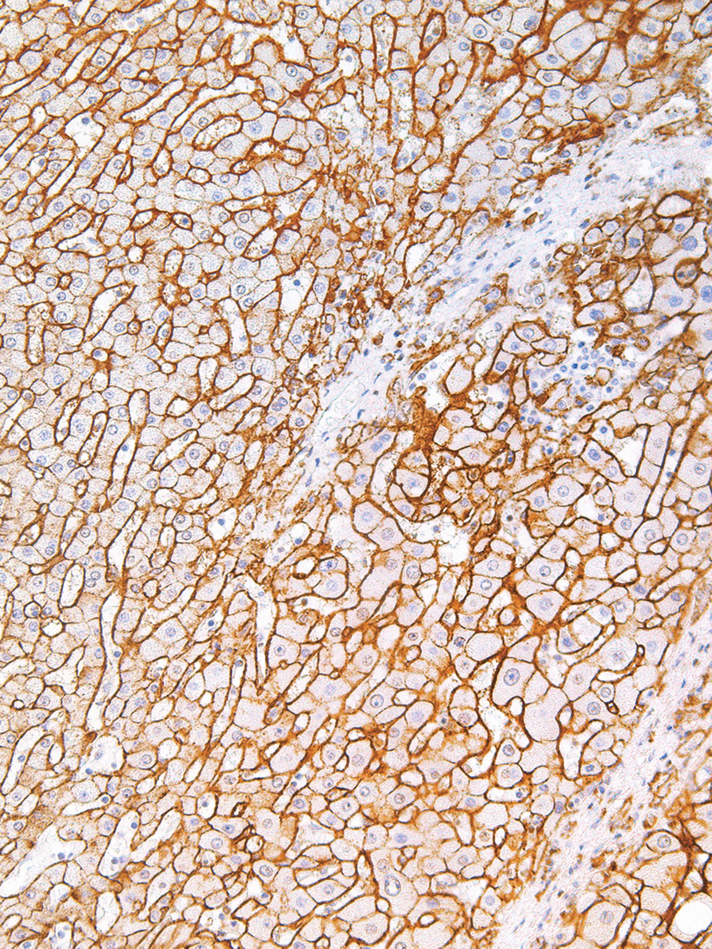 CD138 Mouse Monoclonal Antibody(ARM874)