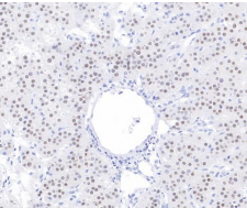 SF-1 Rabbit Monoclonal Antibody(ARB546)