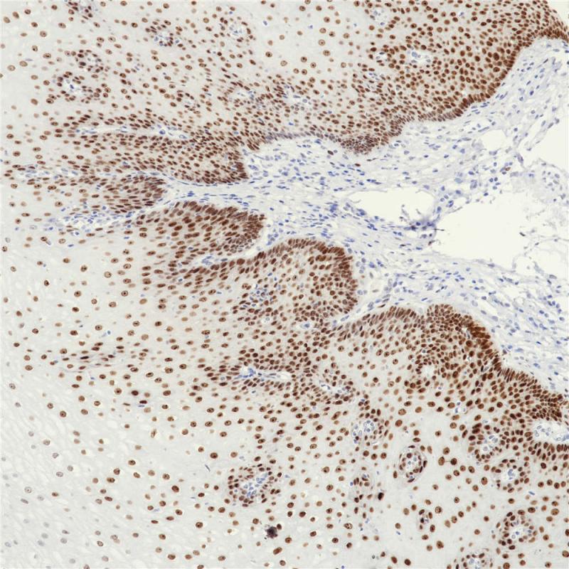 SOX2 Rabbit Monoclonal Antibody(ARB550)