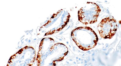 Calponin Mouse Monoclonal Antibody(ARM935)