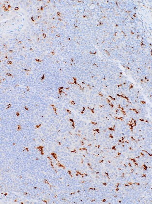 CD68 Mouse Monoclonal Antibody(ARM957)