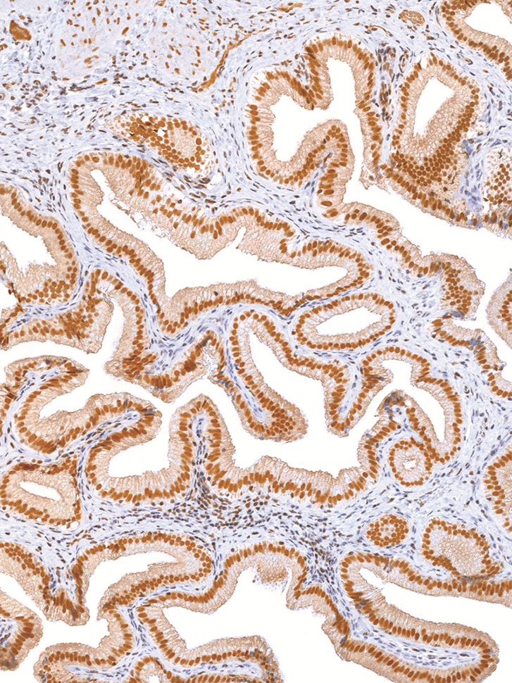 Oct-4 Mouse Monoclonal Antibody(ARM539)