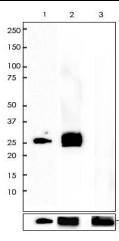HA tag Rabbit Monoclonal Antibody(ARB574)