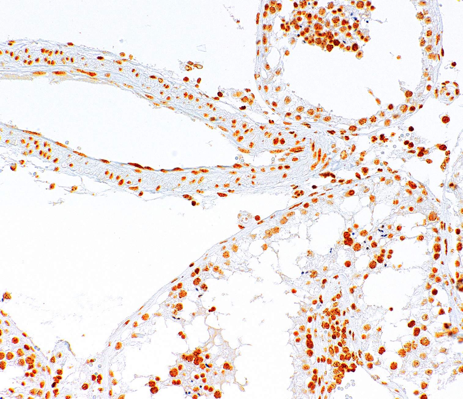 5-methylcytosine Mouse Monoclonal Antibody(ARM595)