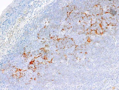 C4d Rabbit Monoclonal Antibody(ARM591)