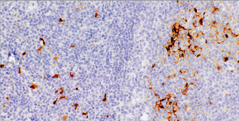IDO1 Rabbit Monoclonal Antibody(ARM625)