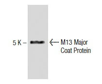 M13 Major Coat Protein Mouse Monoclonal Antibody(ARA828)