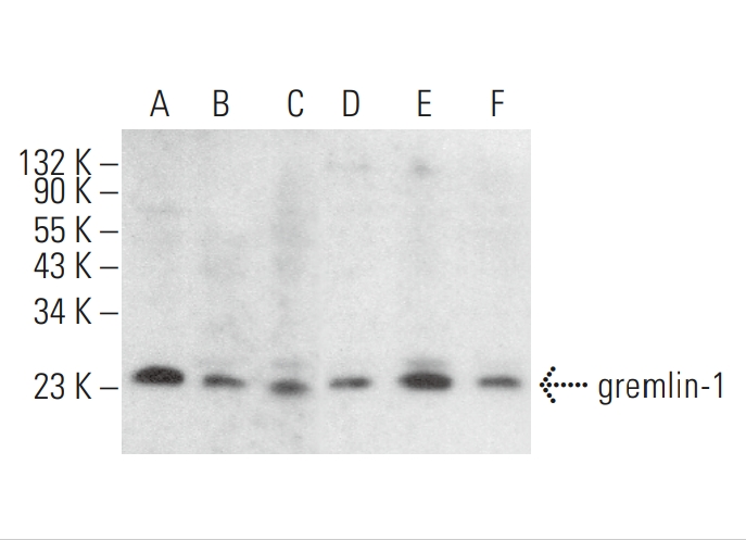 gremlin-1 Mouse Monoclonal Antibody (C-7)