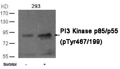 Phospho-PI3K p85/p55 (Tyr467, Tyr199) Rabbit Polyclonal Antibody