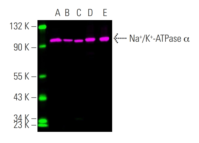 ATP1A1/ATP1A2/ATP1A3 Mouse Monoclonal Antibody (H-3)