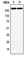 Factor VIII Rabbit Polyclonal Antibody