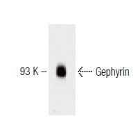 Gephyrin Mouse Monoclonal  Antibody (45)