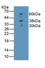 FPN1/Ferroportin/SLC40A1 Guinea Pig Polyclonal Antibody