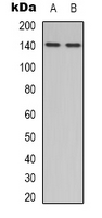 eNOS Rabbit Polyclonal Antibody