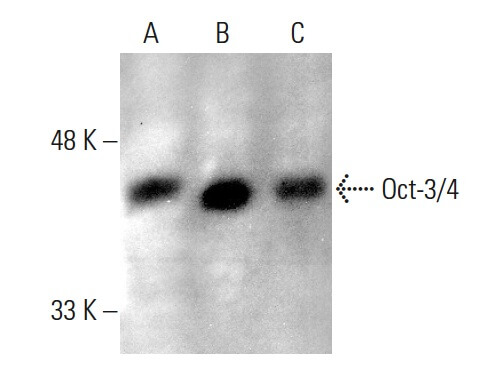 Oct3/4 Mouse Monoclonal Antibody (ARA821)