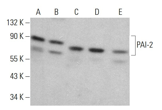 PAI-2 Mouse Monoclonal Antibody (E-1)