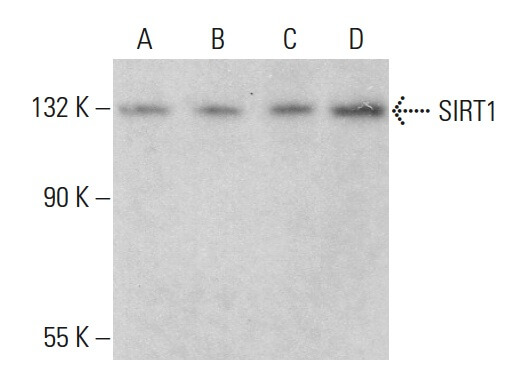 SIRT1 Mouse Monoclonal Antibody (33.36)