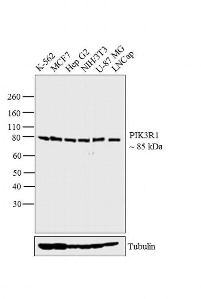 PI3K p85 alpha Mouse Monoclonal Antibody（ARA820）
