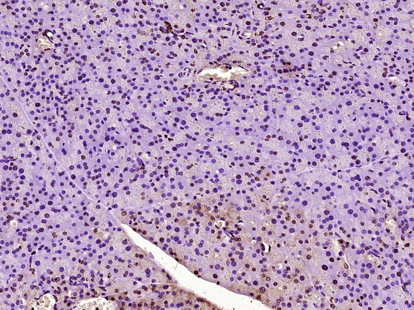 Rabbit anti-NUPR1 Polyclonal Antibody