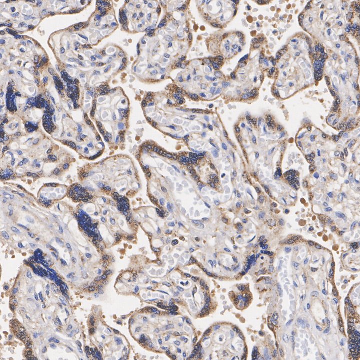 Fumarate hydratase Rabbit Monoclonal Antibody(ARA884)