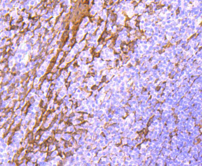 Hsp27 Rabbit Monoclonal Antibody(ARA863)
