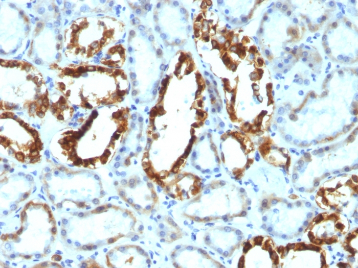 Milk Fat Globule 1 Mouse Monoclonal Antibody(ARA852)