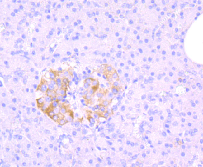 MRP1 Rabbit Monoclonal Antibody(ARA850)