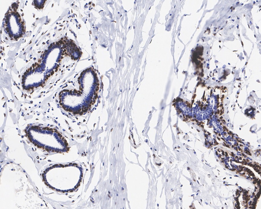 b-FGF Rabbit Monoclonal Antibody(ARA906)