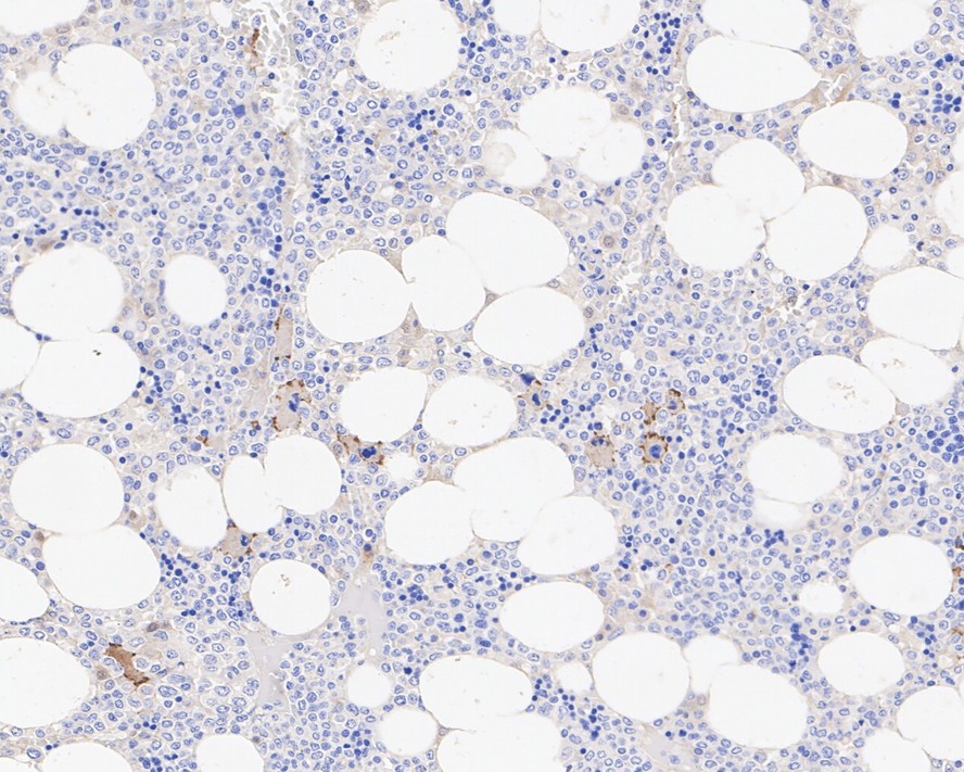 CD42b Mouse Monoclonal Antibody(ARA860)