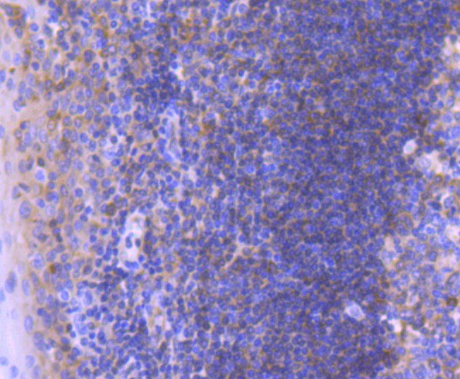 Bcl-10 Rabbit Monoclonal Antibody(ARA880)