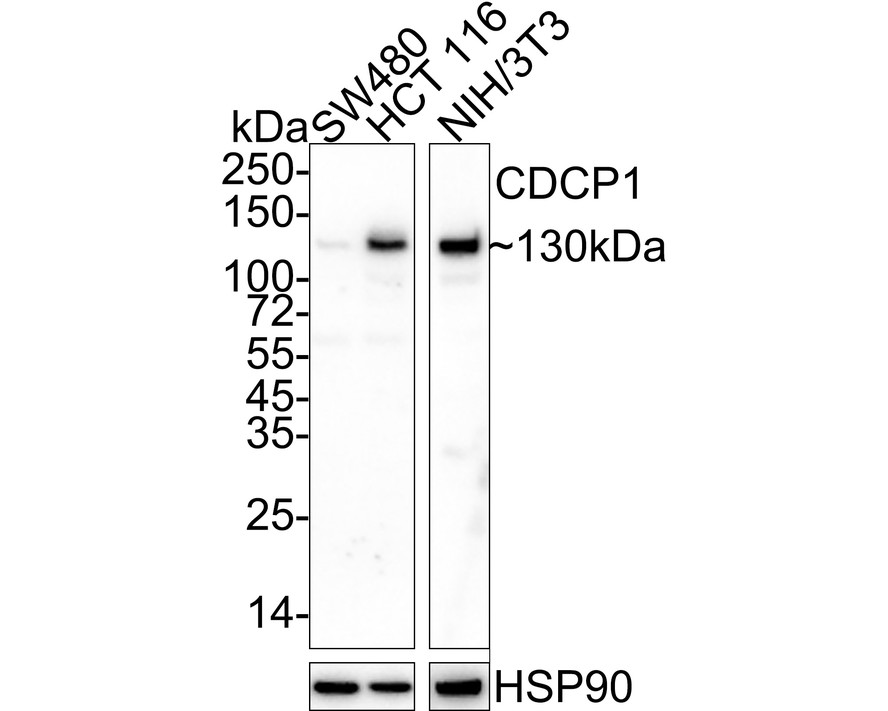CD318 Mouse Monoclonal Antibody(ARA933)