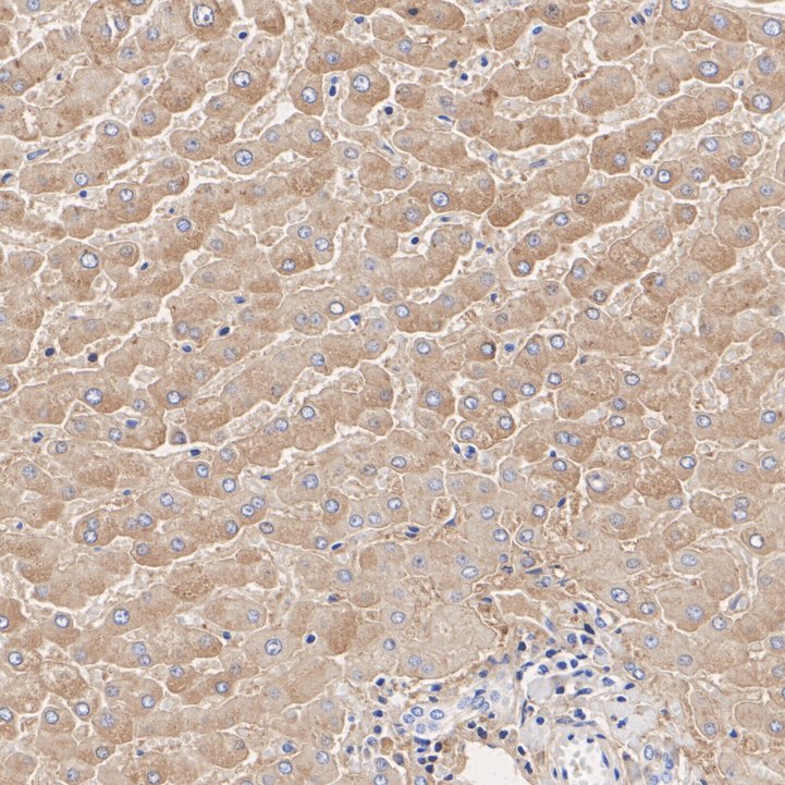 Human&nbsp;Serum&nbsp;Albumin&nbsp;Mouse&nbsp;Monoclonal&nbsp;Antibody(ARA935)