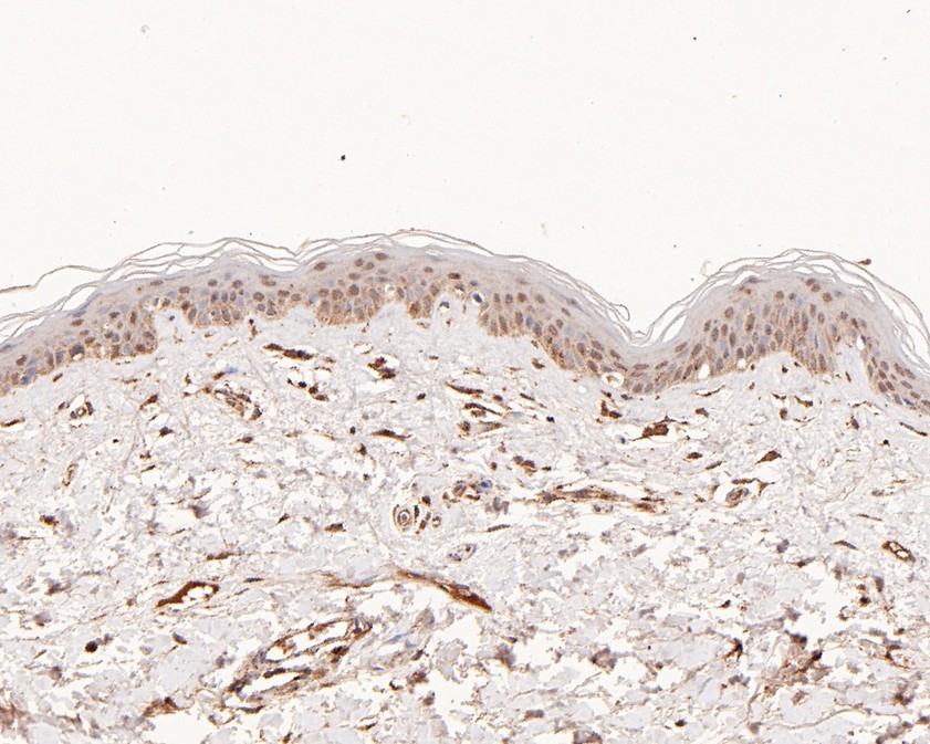 Pax 7 Rabbit Monoclonal Antibody(ARA920)