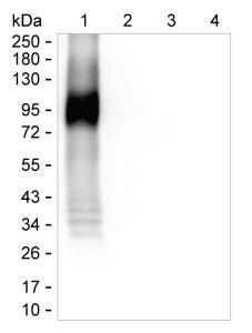 pTau217 Mouse Monoclonal Antibody(ARA957)