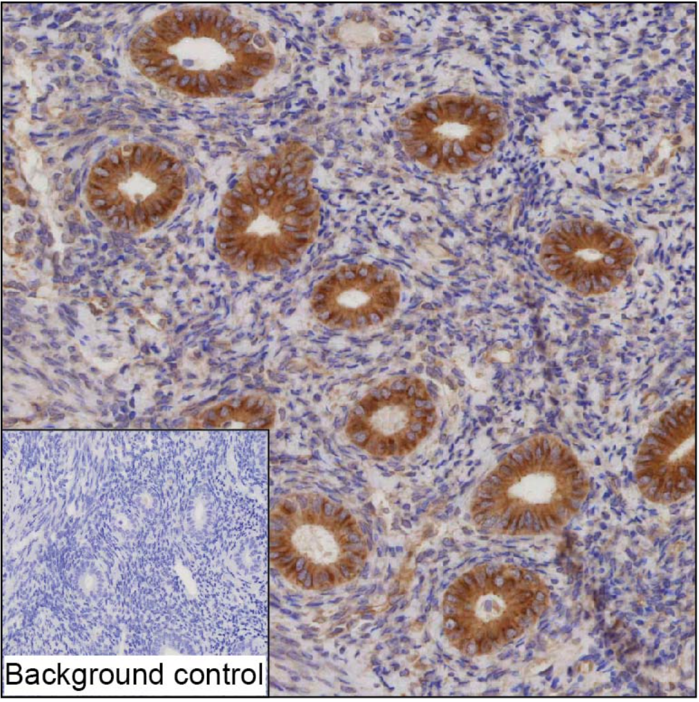 KIF13B Mouse Monoclonal Antibody(ARA912)