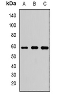 FXR Rabbit Polyclonal Antibody