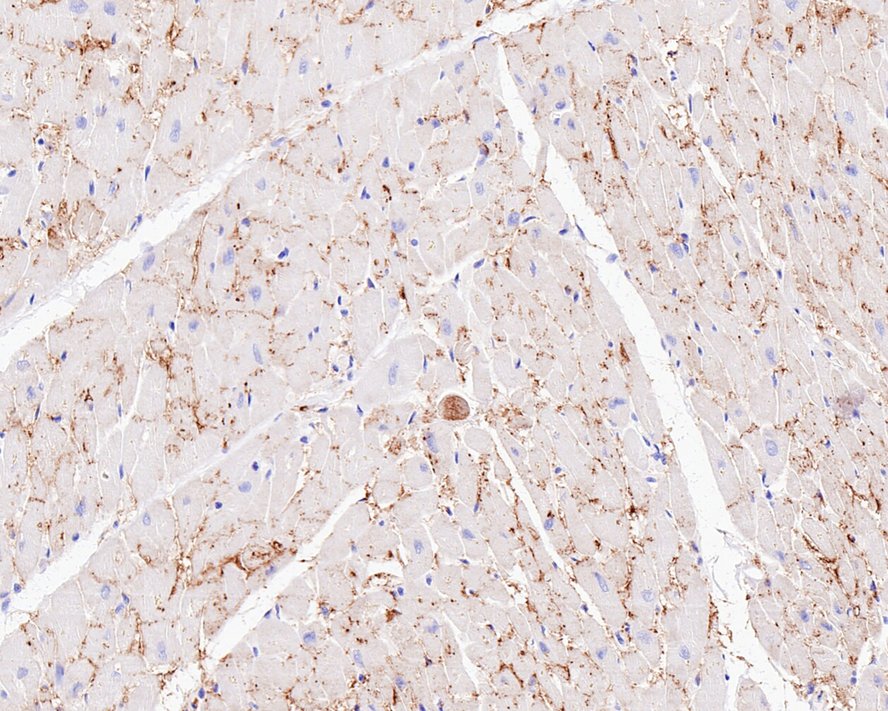 Connexin 43 Rabbit Monoclonal Antibody(ARA858)