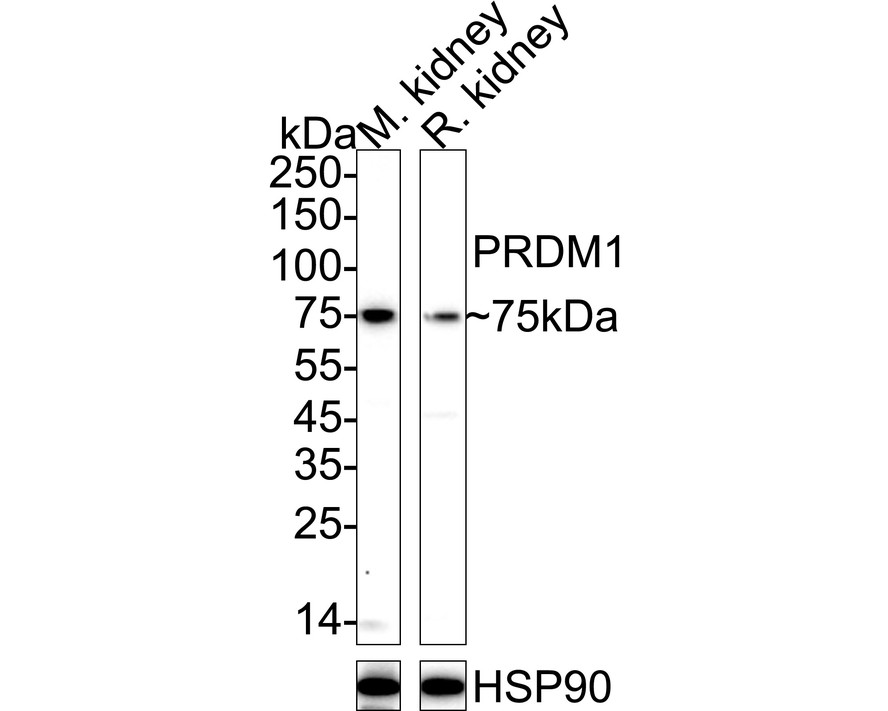 PRDM1 Rabbit Polyclonal Antibody