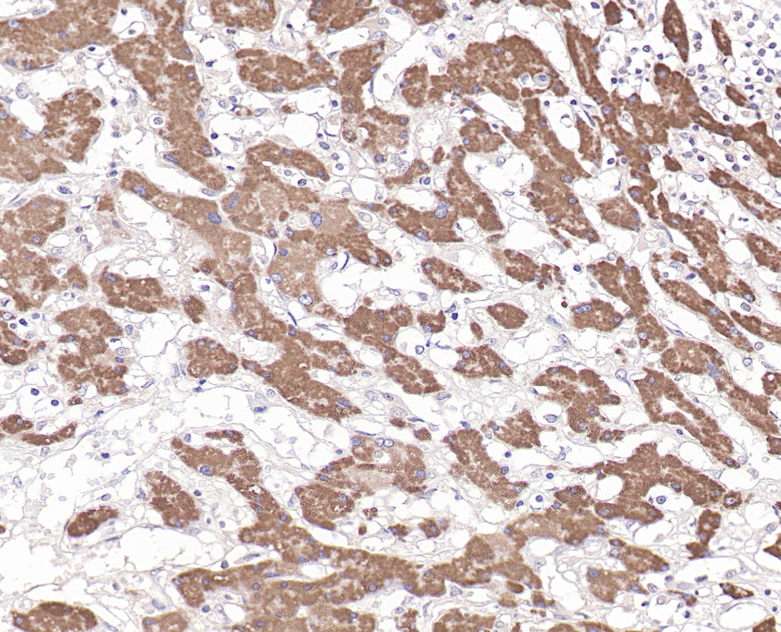 Hepatocyte Mouse Monoclonal Antibody(ARB578)
