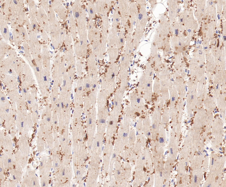 FABP3 Rabbit Monoclonal Antibody(ARB579)