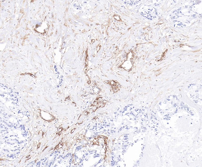 CD90 Rabbit Monoclonal Antibody(ARB588)