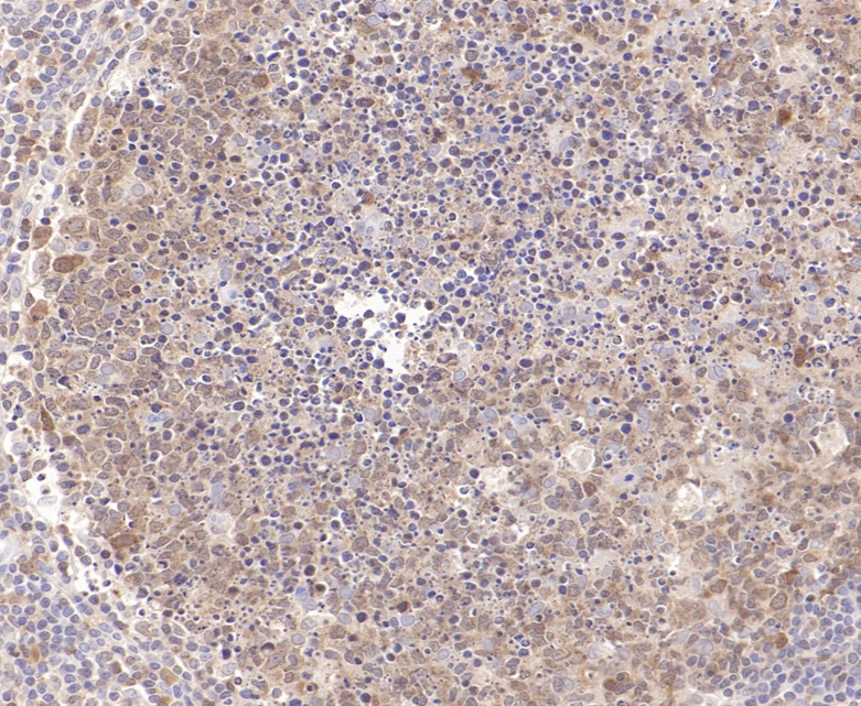 Caspase-3 Rabbit Monoclonal Antibody(ARB583)