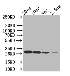 mpt64 Rabbit Polyclonal Antibody