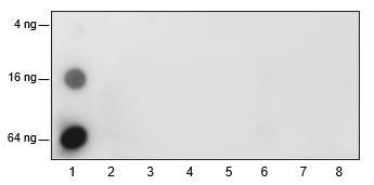 L-Lactyl-Histone H3 (Lys18) Rabbit Monoclonal Antibody(ARA873)-ChIP Grade