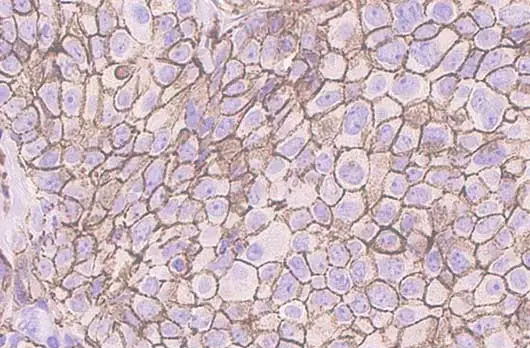 CD44v6 Mouse Monoclonal Antibody(ARA950)