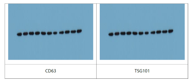 Exosome Protein-specific Lysis Buffer